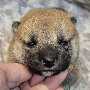 柴犬(標準サイズ)【富山県・女の子・2025年11月19日・赤】の写真「お父さんはチャンピオン、小さな赤の女の子🎀」