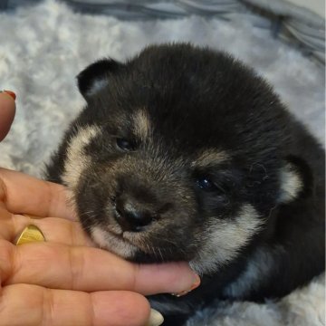 柴犬(標準サイズ)【富山県・男の子・2025年10月8日・黒】の写真「小振りで可愛い男の子♂️」