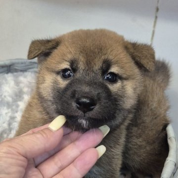 柴犬(標準サイズ)【富山県・男の子・2025年6月9日・赤】の写真「凛とした顔立ち、赤の男の子♂️」