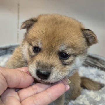 柴犬(標準サイズ)【富山県・男の子・2025年7月14日・赤】の写真「キュートで可愛い赤の男の子♂️」