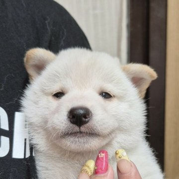 柴犬(標準サイズ)【富山県・男の子・2025年7月2日・白】の写真「可愛いお顔の真白くん♂️」