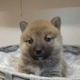 柴犬(標準サイズ)