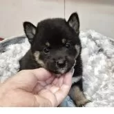 柴犬(標準サイズ)