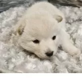 柴犬(標準サイズ)