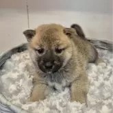 柴犬(標準サイズ)【富山県・男の子・2025年3月8日・赤】の写真2