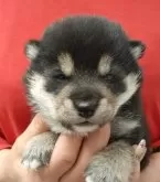 柴犬(標準サイズ)【富山県・男の子・2024年11月20日・黒】の写真4