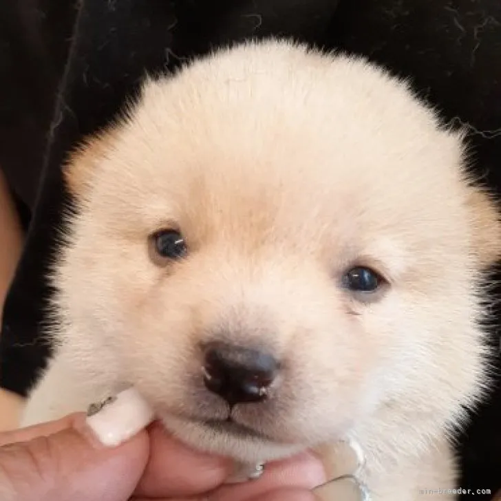ID：2306-05883の子犬
