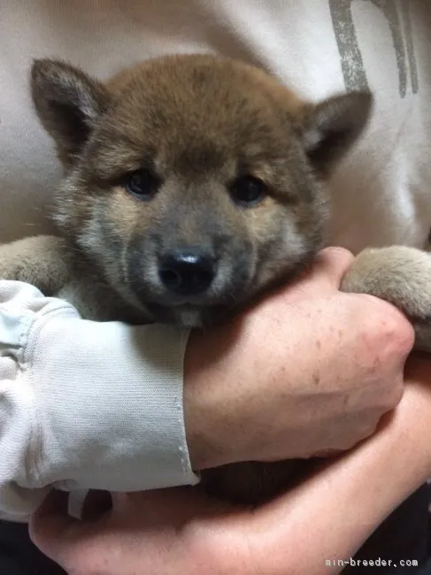 ID：1902-02677の子犬