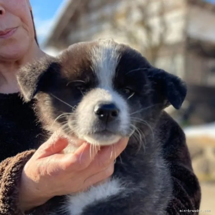 ID:2301-05044の子犬