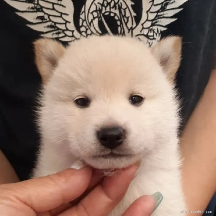 ID：2305-03437の子犬