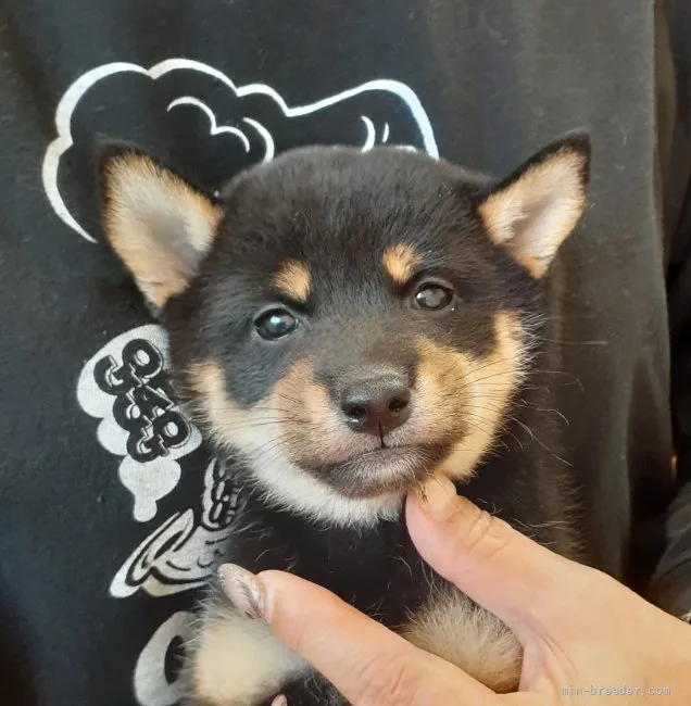 ID:2109-01414の子犬