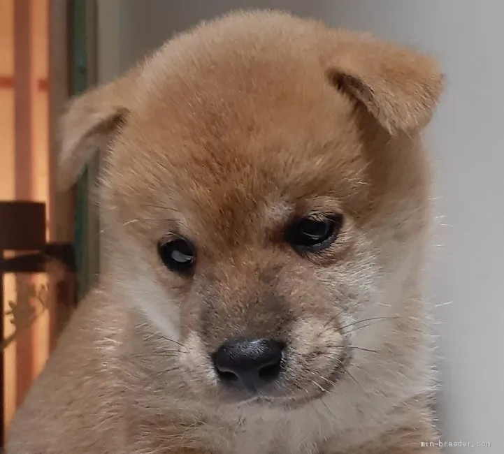 ID:2009-01315の子犬