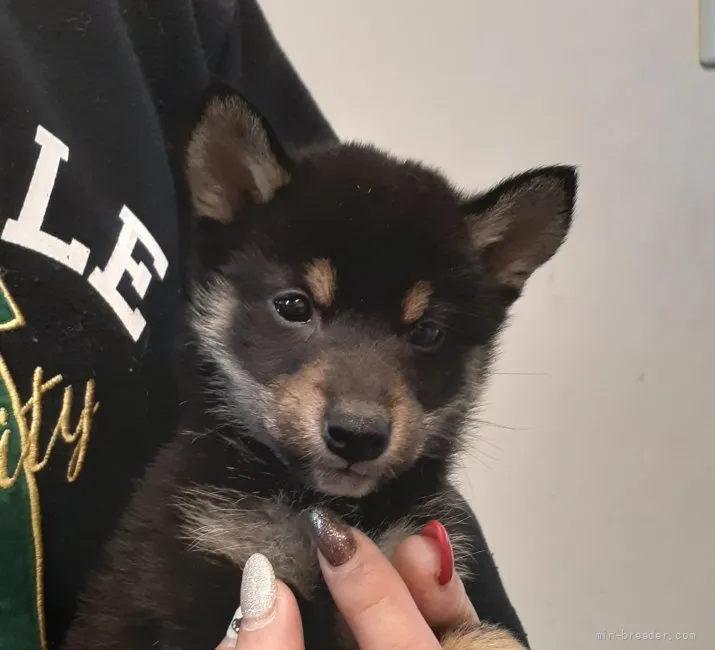 ID：2202-02330の子犬
