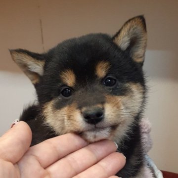 柴犬(標準サイズ)【富山県・女の子・2024年1月15日・黒】の写真「とっても可愛い女の子🎀♀」
