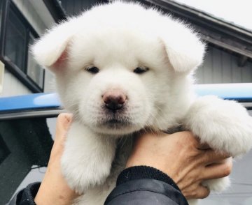 秋田犬【富山県・男の子・2019年1月24日・白】の写真「汚れのない真っ白な男の子❗」