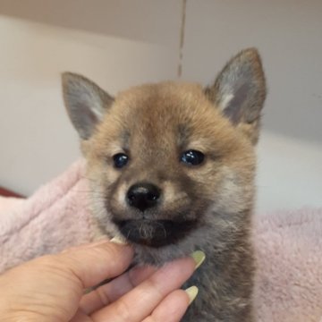 柴犬(標準サイズ)【富山県・男の子・2024年2月29日・赤】の写真「小振りで可愛い男の子👦」