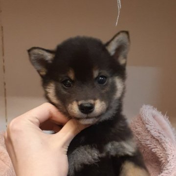 柴犬(標準サイズ)【富山県・女の子・2024年2月2日・黒】の写真「超可愛い女の子🎀♀」