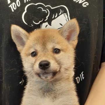 柴犬(標準サイズ)【富山県・女の子・2024年2月29日・赤】の写真「うるう年2月29日生まれの女の子🎀♀」