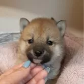 柴犬(標準サイズ)【富山県・男の子・2024年1月22日・赤】の写真1