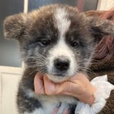 秋田犬