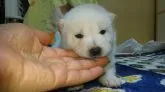 柴犬(標準サイズ)【富山県・女の子・2018年12月21日・白】の写真2