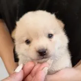 柴犬(標準サイズ)【富山県・男の子・2023年6月3日・白】の写真2