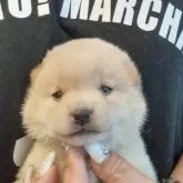 柴犬(標準サイズ)【富山県・男の子・2023年6月3日・白】の写真3