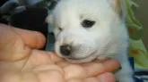 柴犬(標準サイズ)【富山県・女の子・2018年12月21日・白】の写真3