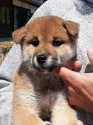 柴犬(標準サイズ)【富山県・男の子・2020年3月1日・赤】の写真3