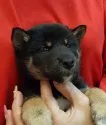 柴犬(標準サイズ)【富山県・男の子・2020年9月25日・黒】の写真5