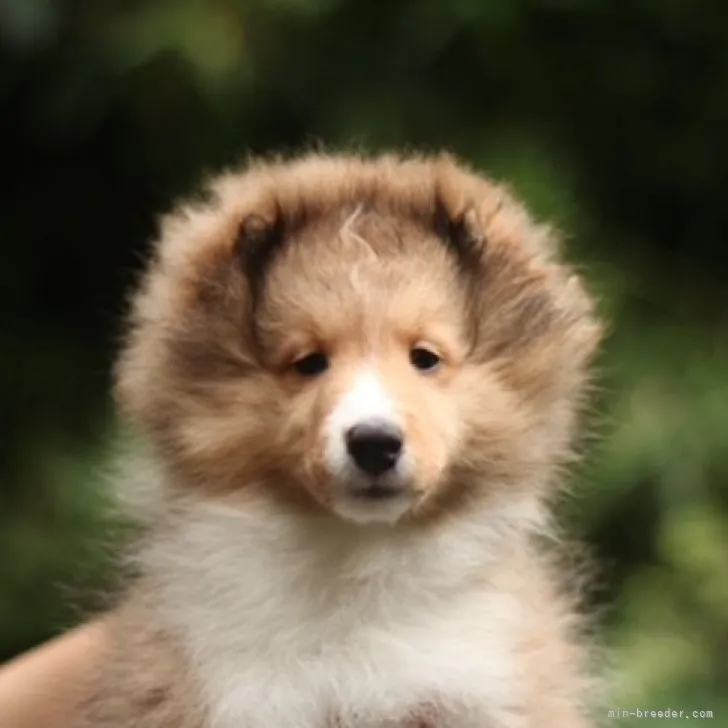 ID：2307-01172の子犬