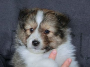 シェットランドシープドッグ【奈良県・男の子・2016年2月29日・セーブルアンドホワイト】の写真「いいお顔しています。性格も穏やかな子です。」