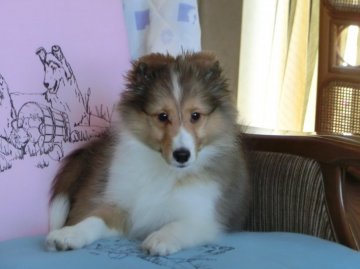 シェットランドシープドッグ【奈良県・男の子・2016年2月29日・セーブルアンドホワイト】の写真「ブレーズが入りお顔は派手目性格は穏やかな子です。」