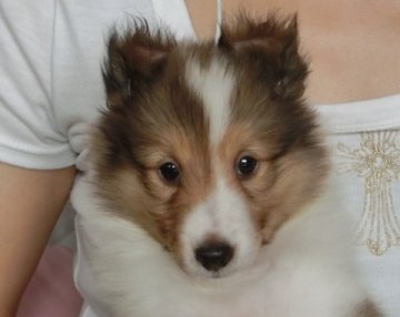 シェットランドシープドッグ【奈良県・女の子・2016年6月1日・セーブル&ホワイト】の写真「幅広フルカラー・ブレーズ入り」