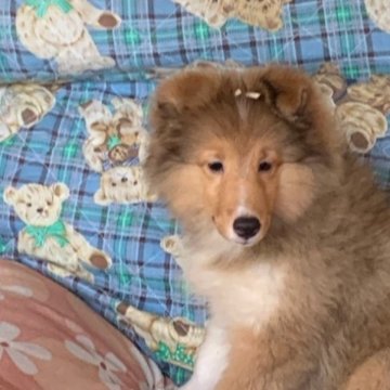 シェットランドシープドッグ【奈良県・女の子・2023年4月25日・セーブル&ホワイト】の写真「性格の明るいきれいなセーブル色　そして　。」