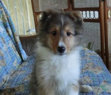 シェットランドシープドッグ【奈良県・男の子・2015年7月29日・セーブル&ホワイト】の写真「人なっつこい子で、毛吹きもよくちょうどよいおおきさ」