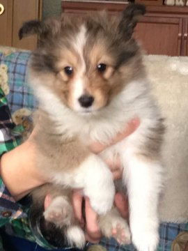 シェットランドシープドッグ【奈良県・女の子・2016年10月2日・セーブル&ホワイト】の写真「小ぶりで可愛くよく一人走りしています。」