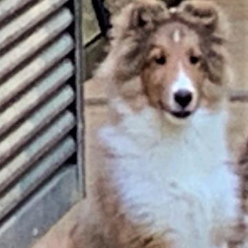 シェットランドシープドッグ【奈良県・男の子・2022年6月10日・セーブル&ホワイト】の写真「性格の明るいきれいなセーブル色　そして目が魅力です」