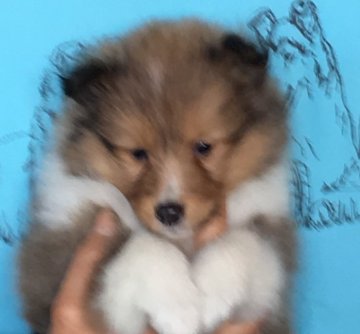 シェットランドシープドッグ【奈良県・女の子・2018年1月6日・セーブル&ホワイト】の写真「小ぶりながらしっかり食べてシッカリ運動、性格は物お」