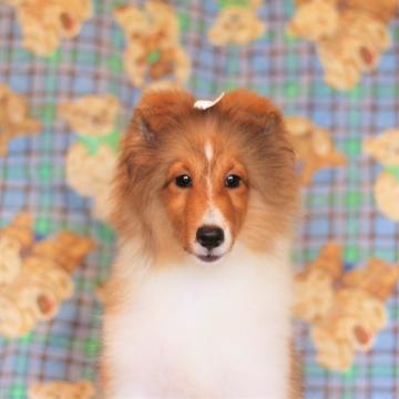 シェットランドシープドッグ【奈良県・女の子・2022年5月16日・セーブル&ホワイト】の写真「陽気で活発な人大好きな太い広いフルカラーの女んこで」