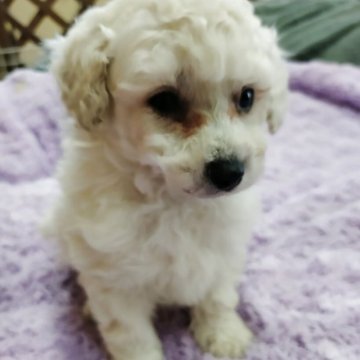 トイプードル(タイニー)【鹿児島県・男の子・2025年10月28日・ホワイト】の写真「今後の成長に期待」