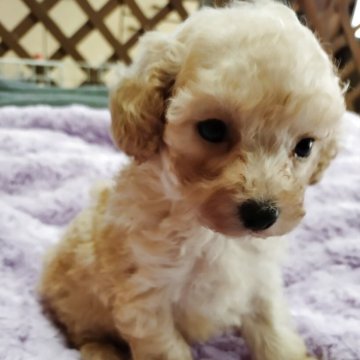 トイプードル(タイニー)【鹿児島県・男の子・2025年9月28日・アプリコット】の写真「これからの成長を見守って下さいね」