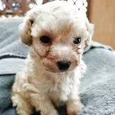 タイニープードル