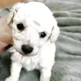 タイニープードル