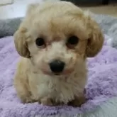 タイニープードル