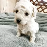 タイニープードル【鹿児島県・女の子・2025年10月28日・クリーム】の写真2