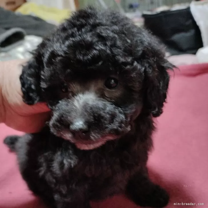 ID：2401-05458の子犬