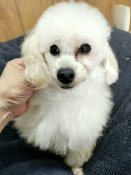トイプードル【・男の子・2023年1月2日・クリーム】「素人カットですみません。」