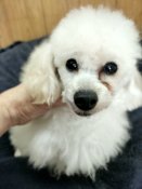 トイプードル【・男の子・2023年1月2日・クリーム】