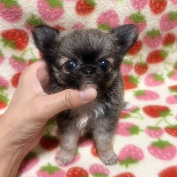 チワワ(ロング)【福岡県・男の子・2025年9月4日・フォーン】の写真「すべてが可愛すぎる僕ちゃん🍀」